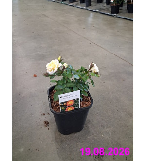 Rosa 'Bessy' C 1,4 L